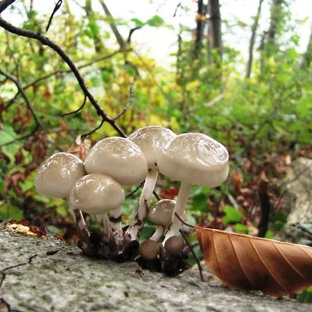 Hotel Am Westerwald 3*