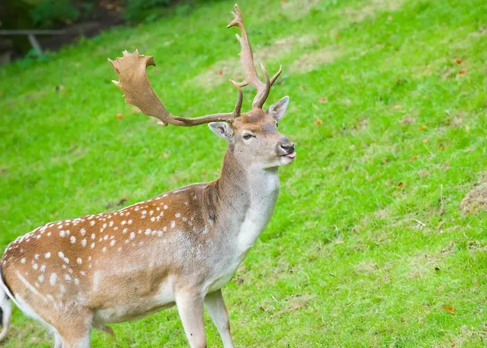 Am Westerwald Martinfeld