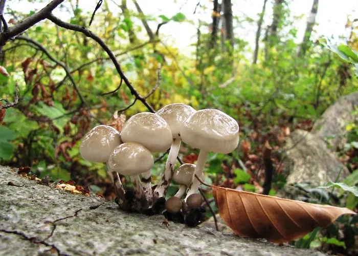 Hotel Am Westerwald 3*