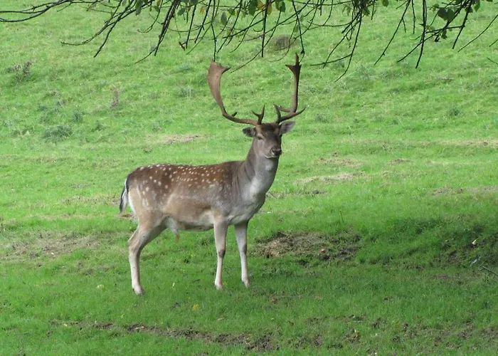 Am Westerwald Hotel Martinfeld
